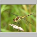 Sympetrum danae - Schwarze Heidelibelle w03.jpg